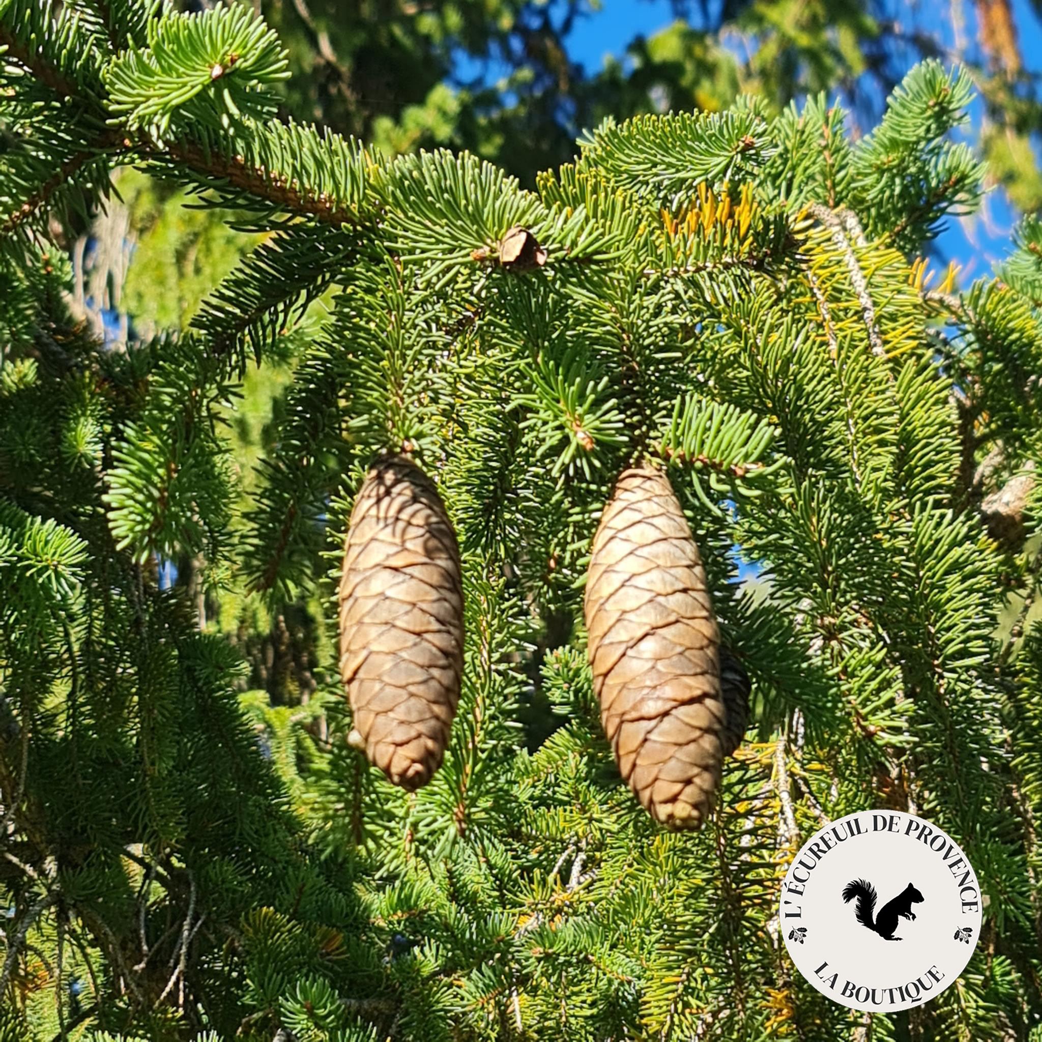 Lot de 40 pommes de pin Epicéa – Image 2