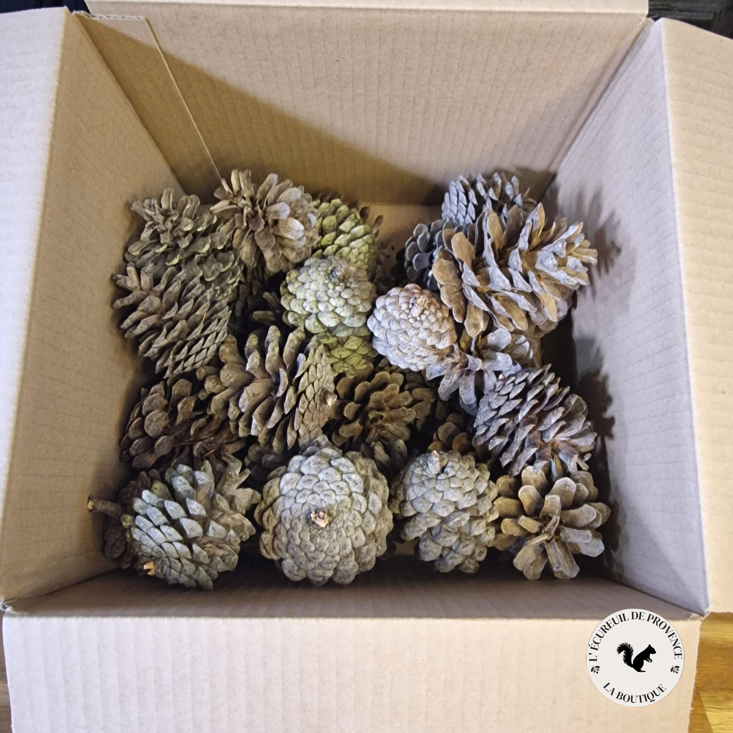 Lot de 40 pommes de pin parasol – Image 2